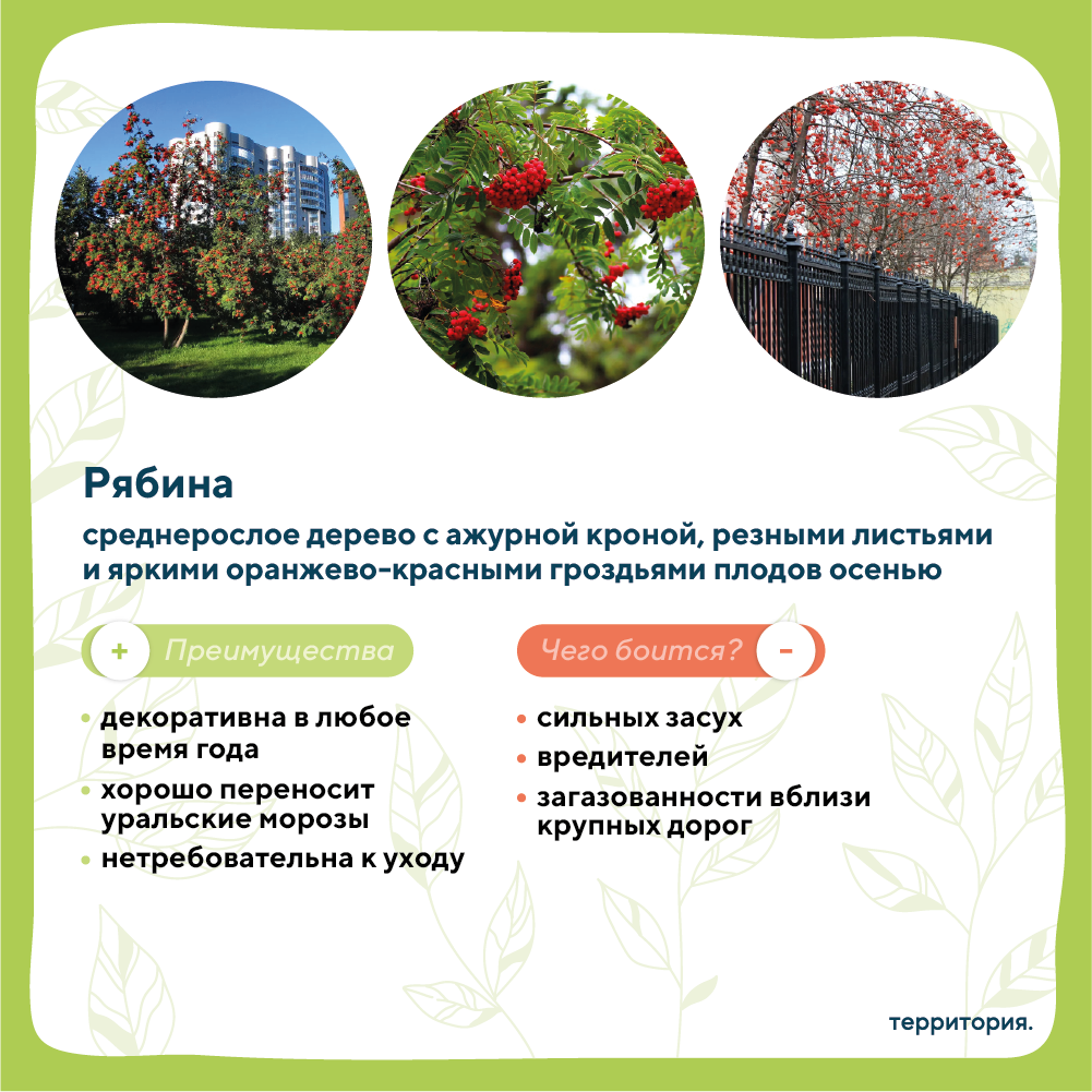 атлас растений 3 (1).png